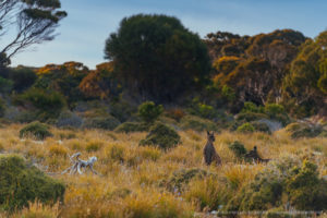 Beautiful wild & free kangaroos spotted around Kangaroo Island