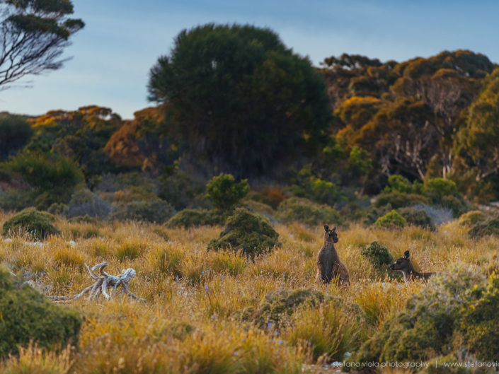 Beautiful wild & free kangaroos spotted around Kangaroo Island