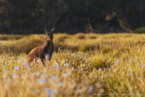 Beautiful wild & free kangaroos spotted around Kangaroo Island