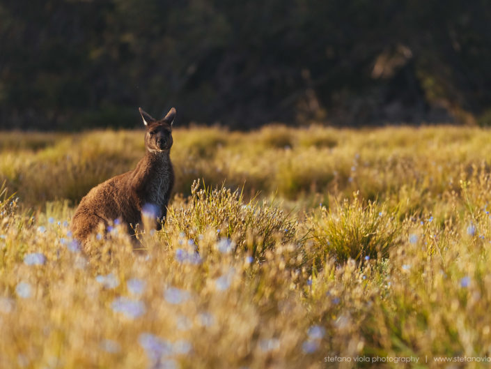 Beautiful wild & free kangaroos spotted around Kangaroo Island