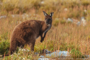 Beautiful wild & free kangaroos spotted around Kangaroo Island