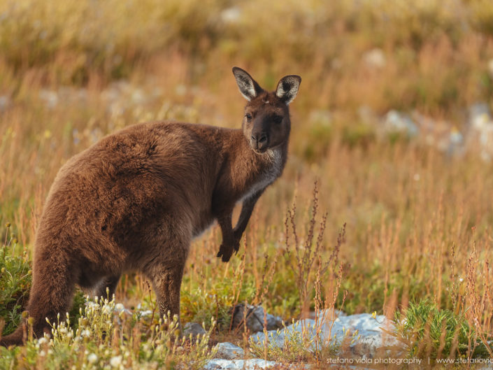 Beautiful wild & free kangaroos spotted around Kangaroo Island