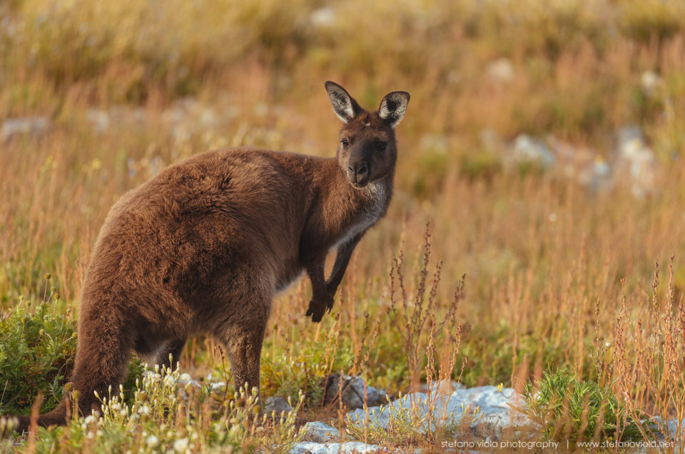 Beautiful wild & free kangaroos spotted around Kangaroo Island