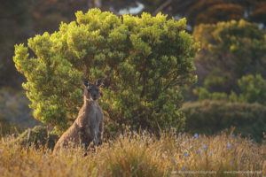 Beautiful wild & free kangaroos spotted around Kangaroo Island