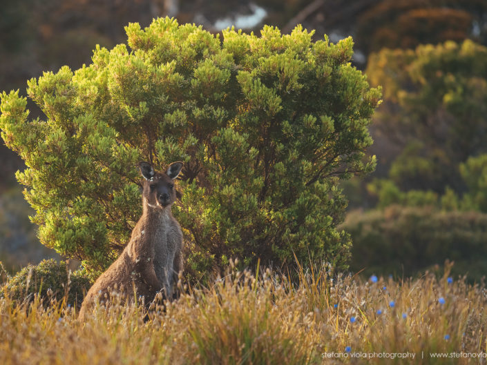 Beautiful wild & free kangaroos spotted around Kangaroo Island