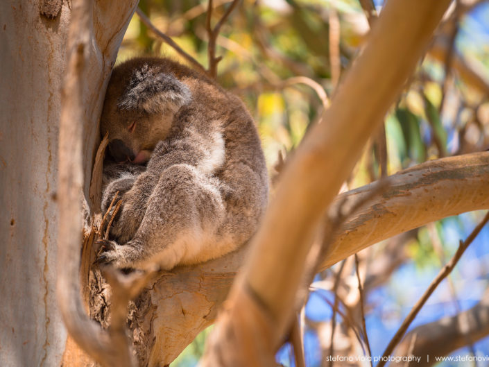 A Koala spotted in Kangaroo Island