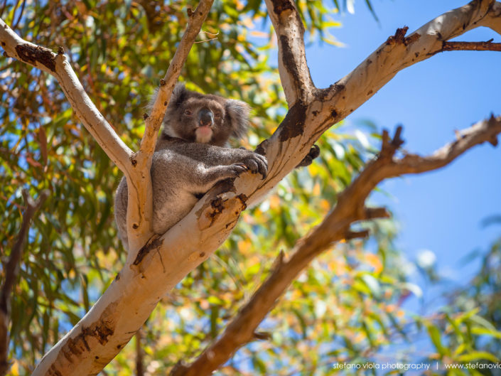 A Koala spotted in Kangaroo Island