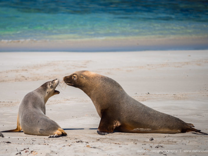 The Sea Lions of Sea Bay in Tasmania