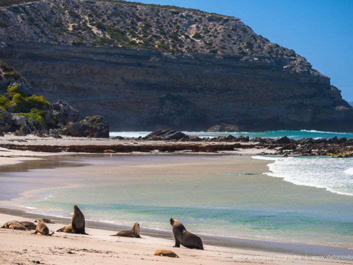 The Sea Lions of Sea Bay in Tasmania