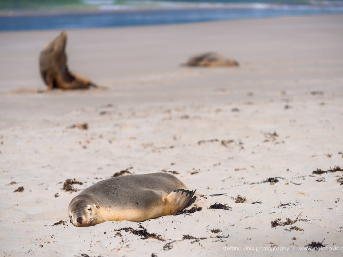 The Sea Lions of Sea Bay in Tasmania