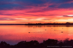 Sunrise at the Swan's lake in Kangaroo Island