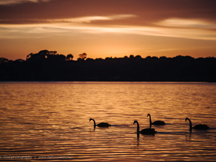 Sunrise at the Swan's lake in Kangaroo Island