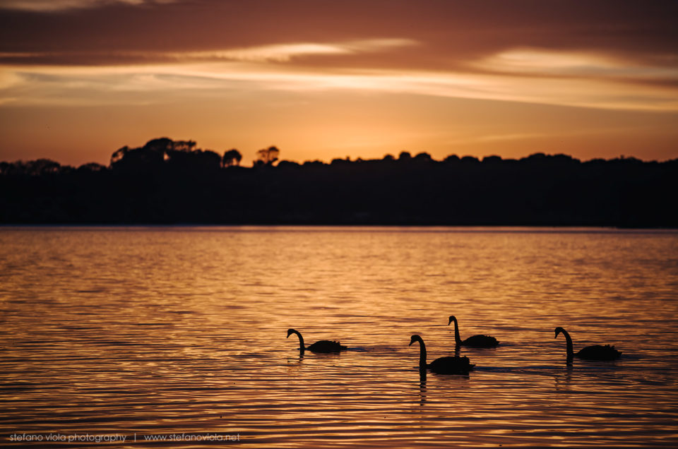 L'alba alla laguna dei cigni