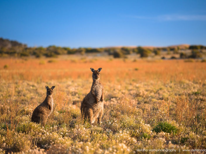 The beautiful wild & free kangaroos of Kangaroo Island