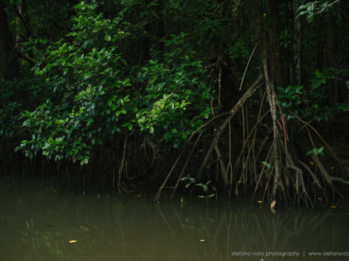 Daintree Forest - Queensland