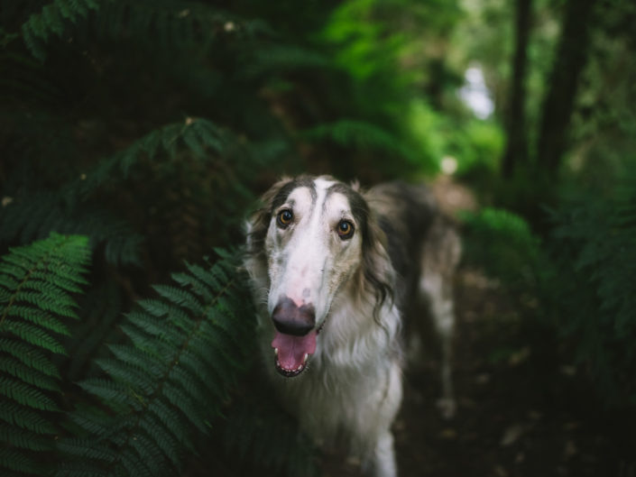 A lost dog in the middle of Tasmania