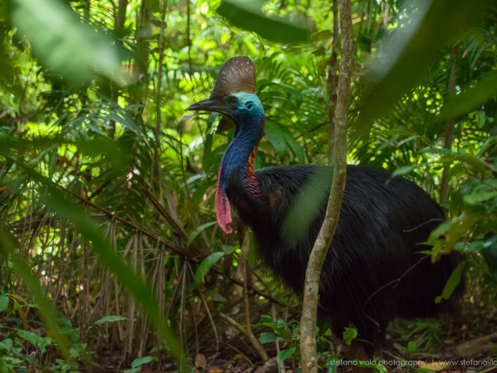 Cassowarie - Daintree Forest - Queensland