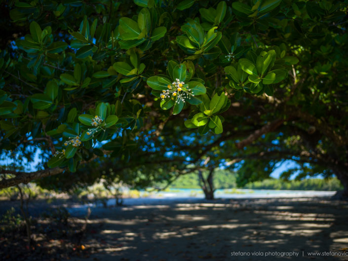 Daintree Forest - Queensland