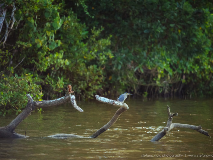 Daintree Forest - Queensland