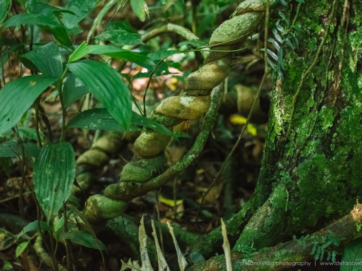 Daintree Forest - Queensland