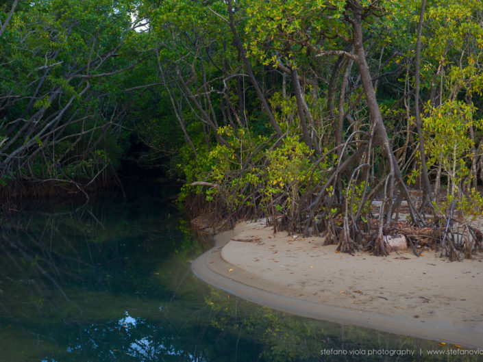 Daintree Forest - Queensland