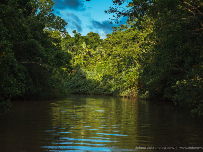 Daintree Forest - Queensland