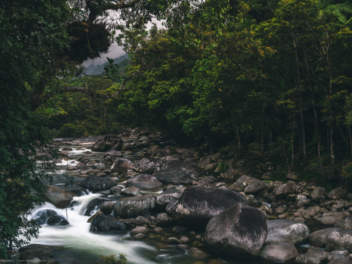 Daintree Forest - Queensland