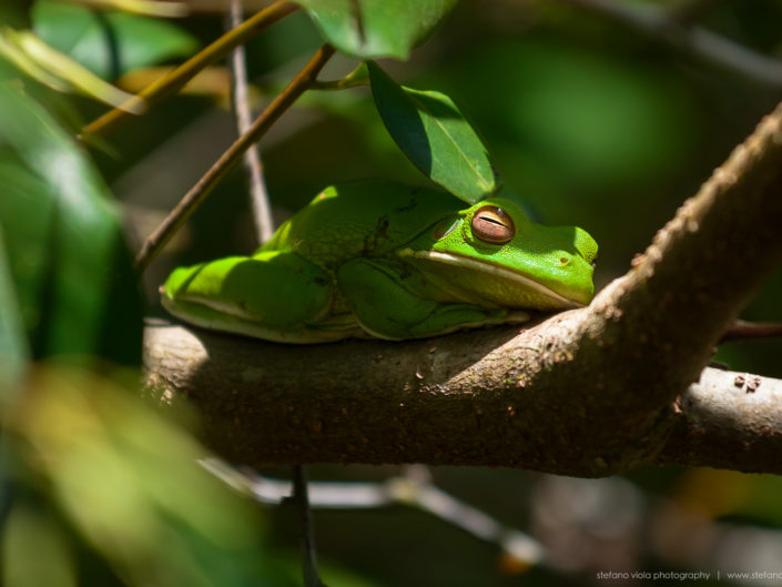 Daintree Forest - Queensland