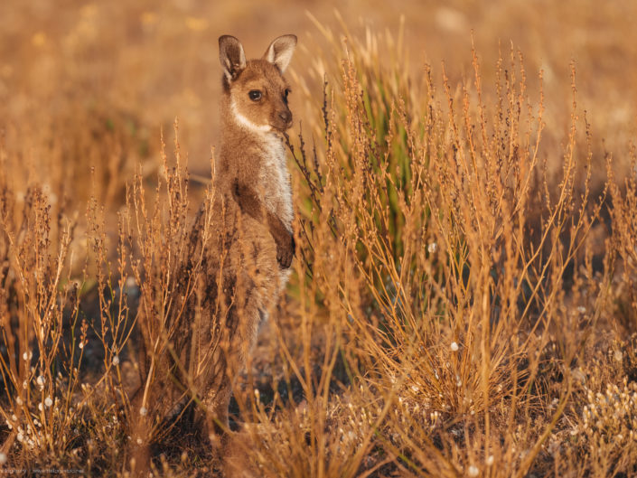 Kangaroo Island